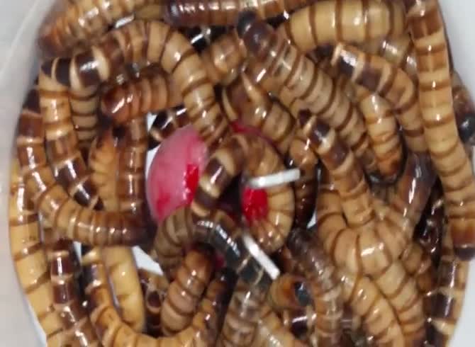 Video :Worms swarming the dick of a nasty dude